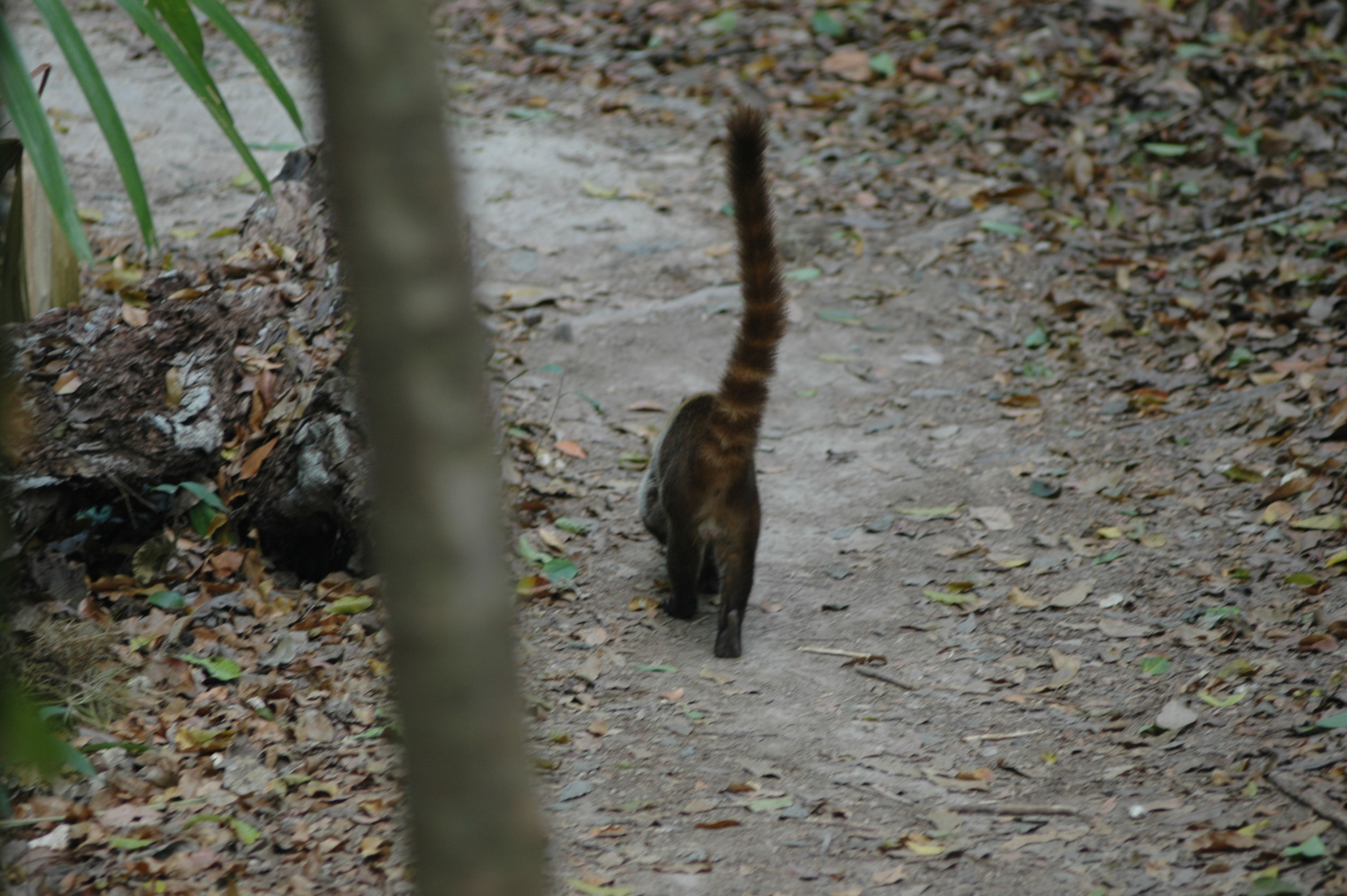 dsc_1293.jpg
