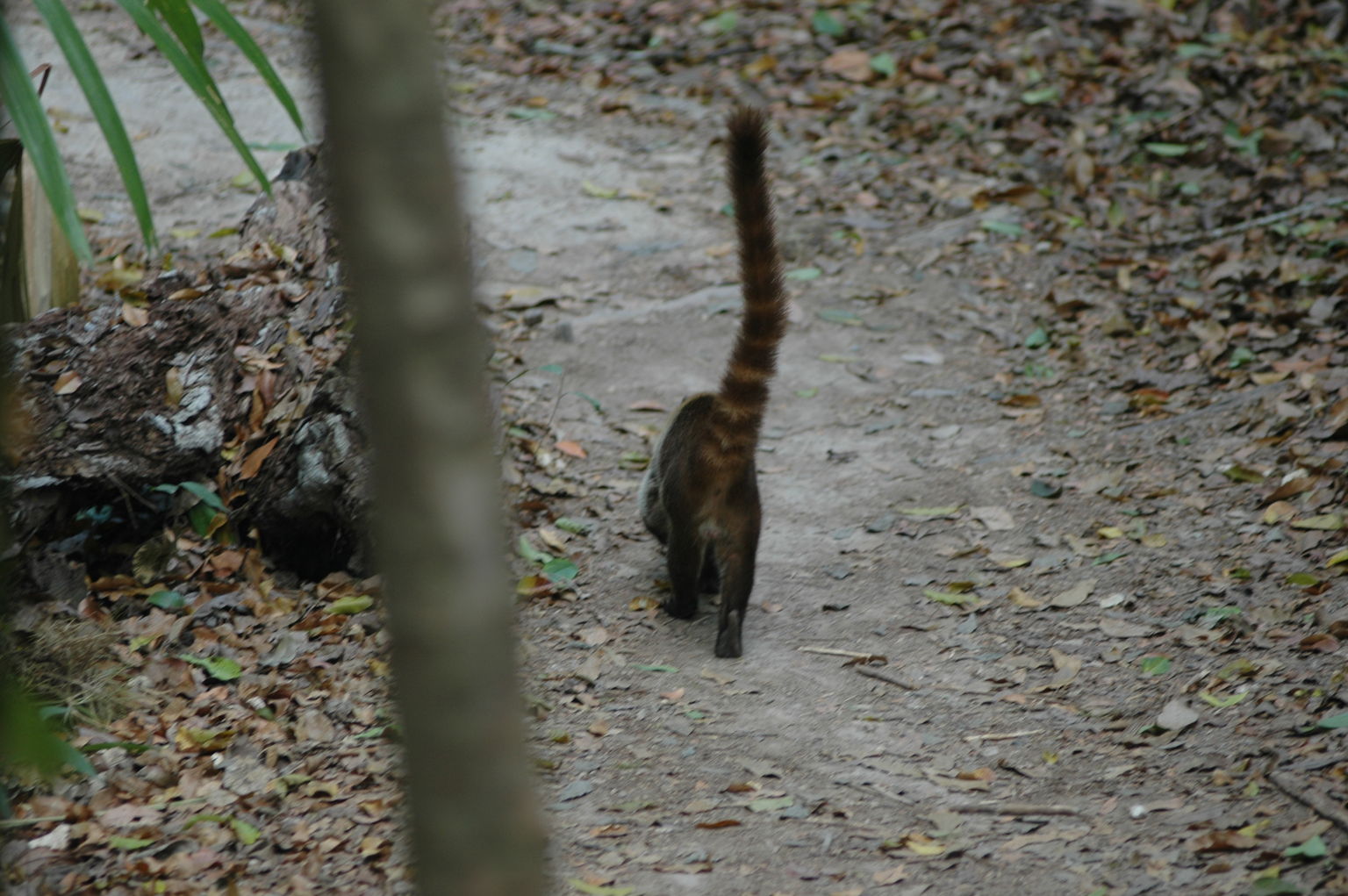 dsc_1293.jpg