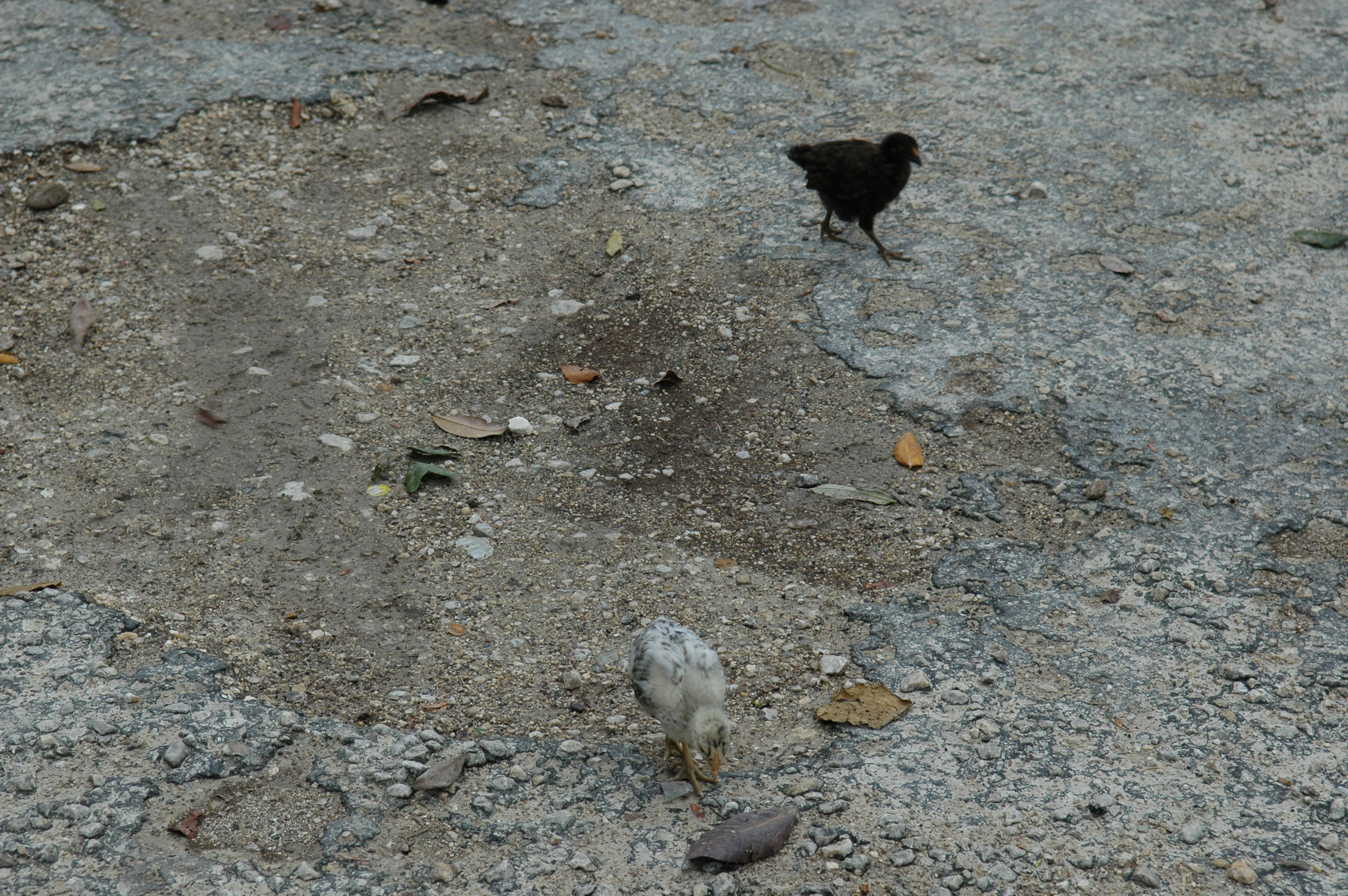 dsc_1663.jpg
