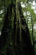 Strangler figs grow up and around the outsides of trees in the cloud forest.  When the tree inside dies, the figs sometimes live on, creating a hollow structure inside.