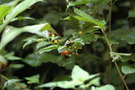 Our excellent guide, Rafael, explained that the tasty fruit of these plants, in order to ensure that birds' digestive juices don't harm the seeds inside, have a laxative effect.  We decided not to try them.