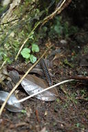 The male millipede, sexed by looking at the 7th segment, rides on the female's back after mating.  When it feels threatened, it is capable of ejecting cyanide in a spray of several inches.