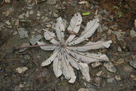 The locals used to use these leaves as a weight-loss drug.  Tea made from the crushed leaves speeds up the metabolism.