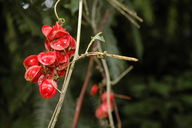 The "hot lips" plant.