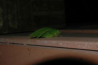 Katydid on the bathroom wall.