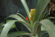 One of the brilliant poison dart frogs.  These things are surprisingly tiny: only about an inch long.