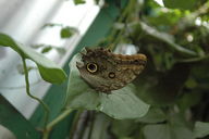 The beautiful morpho butterfly has a spot like an owl's eye on the outside of its wings to attract predators to the wrong side.  Apparently the butterfly can still fly with something like 80% of its wing structure.