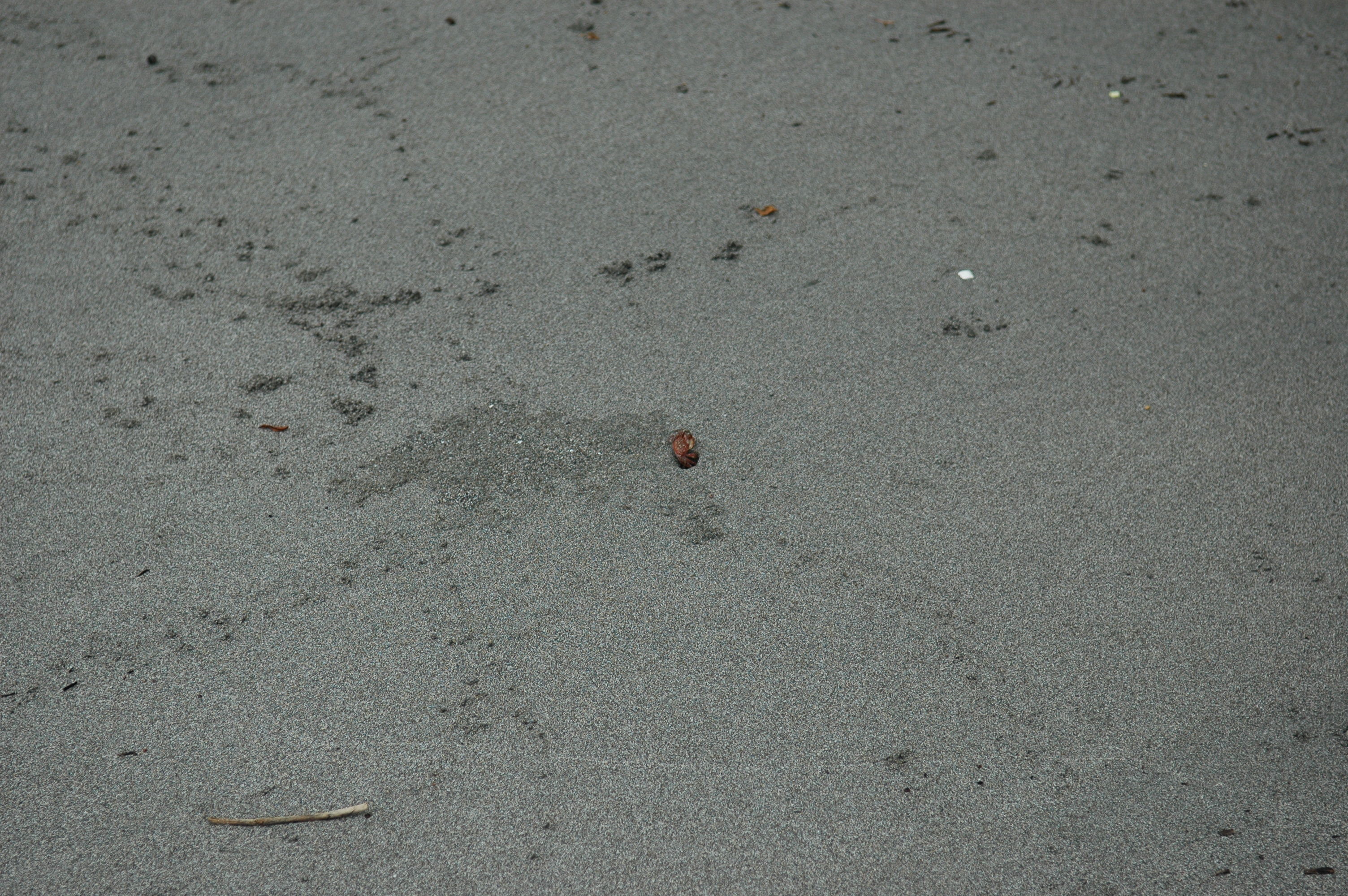 dsc_2310.jpg