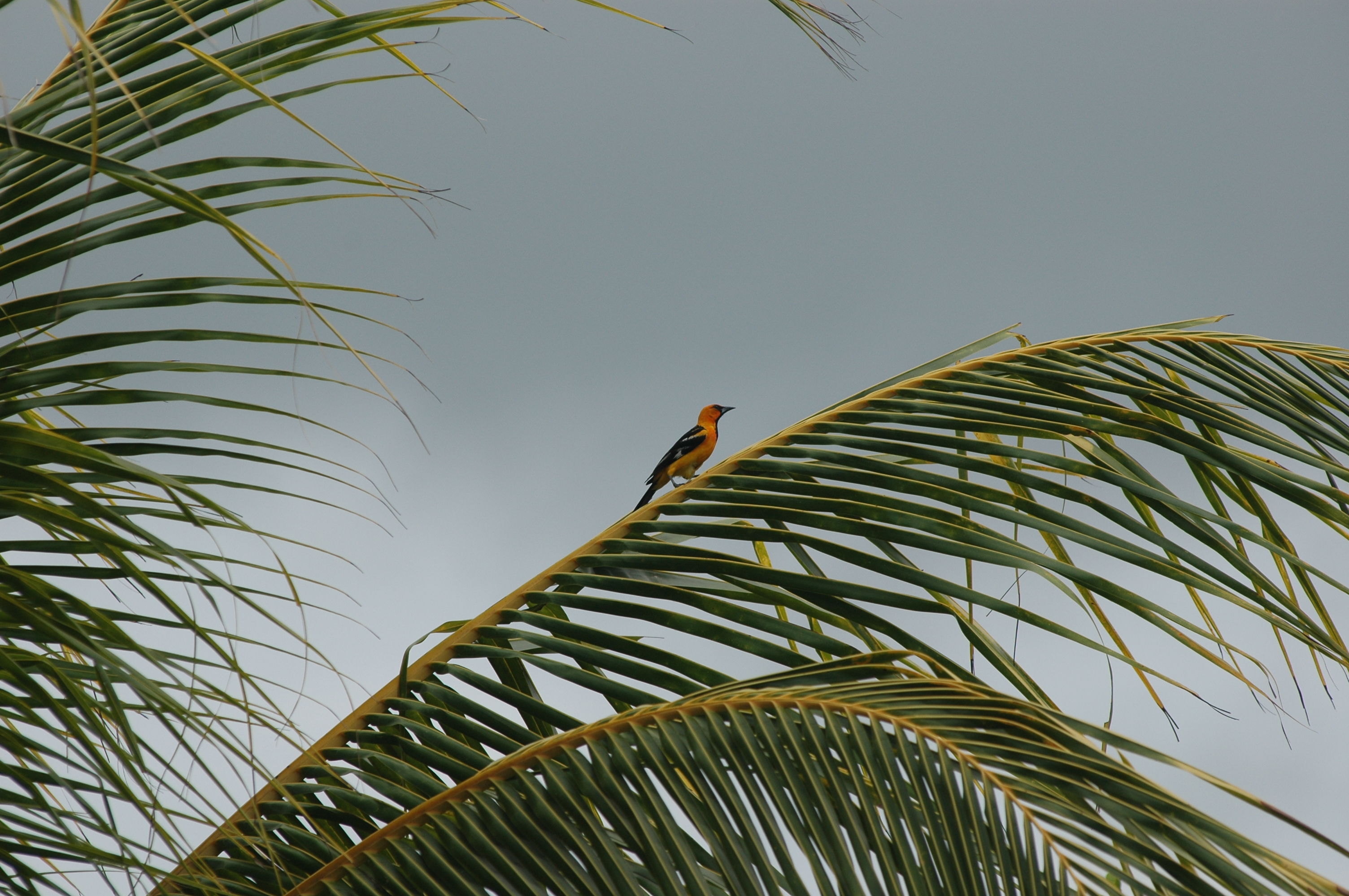 dsc_2523.jpg