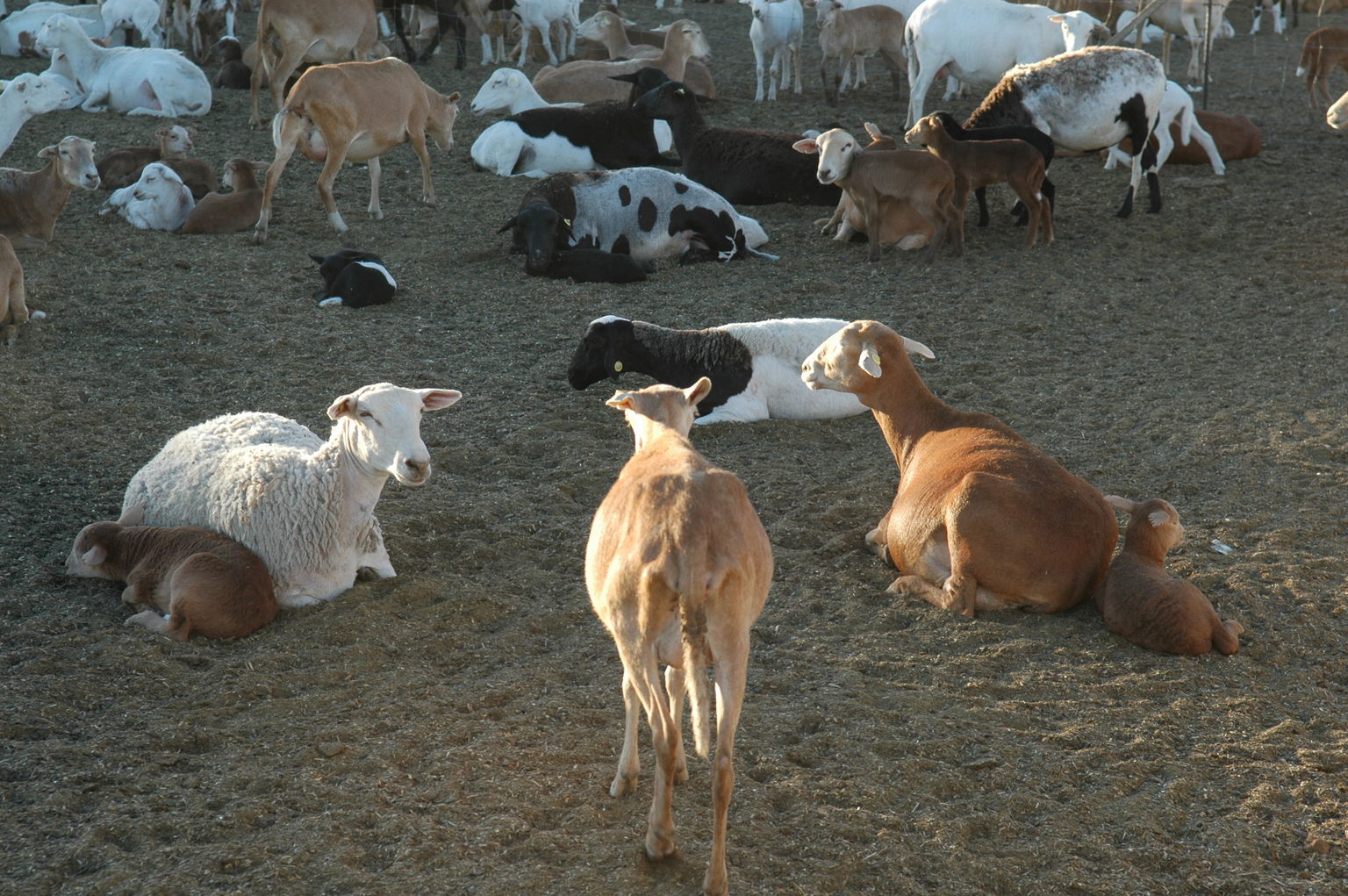 dsc_3746.jpg