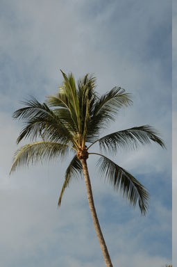 dsc_4340.jpg